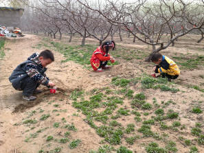 中国传统文化教育培训中心 北京大地明德国学园的小朋友在果园里快乐的玩耍