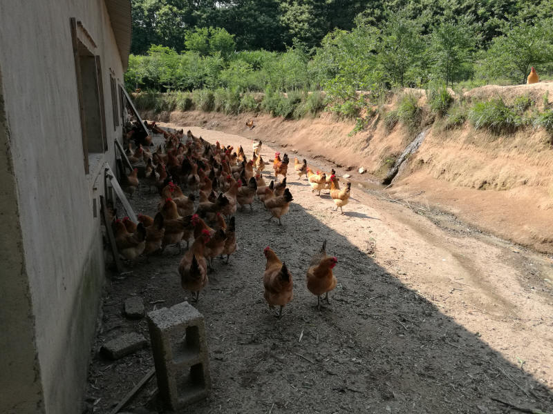 纯生态农村养鸡场 散养鸡 土鸡蛋 草鸡苗 芦花鸡直销