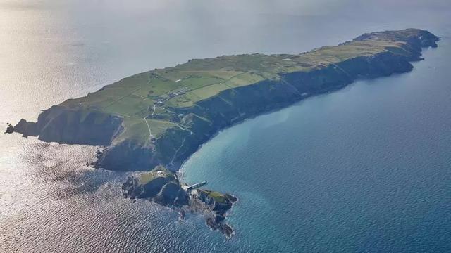 珍稀鸟类 冰岛国鸟海鹦