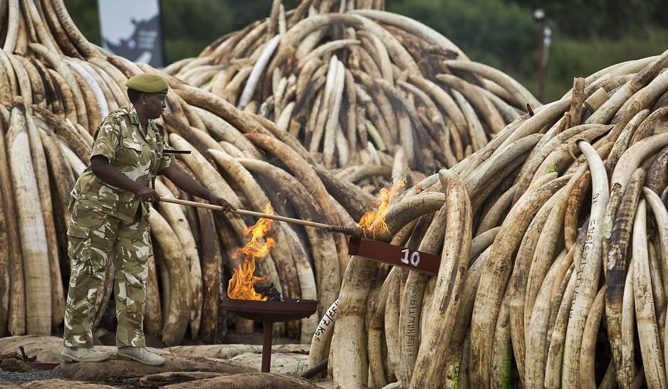 肯尼亚烧毁百吨象牙